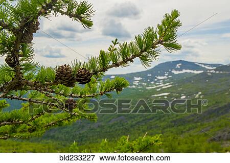 Stock Photo - Close up of pine cones on pine tree branch. Fotosearch