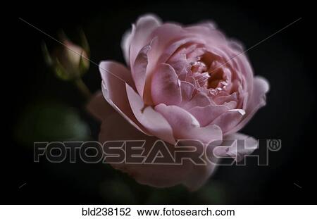 Stock Image - Close up of pink flower. Fotosearch