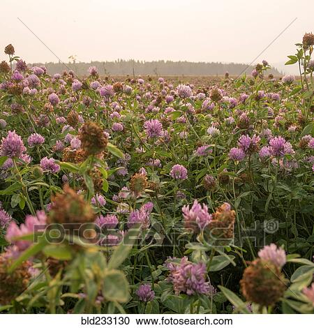 Stock Image - Close up of pink flowers in field. Fotosearch