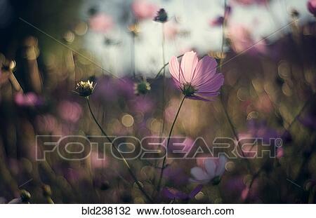 Stock Image - Close up of purple flowers in field. Fotosearch