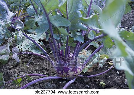 Close up of root vegetable View Large Photo Image Picture - Close up of root vegetable. Fotosearch