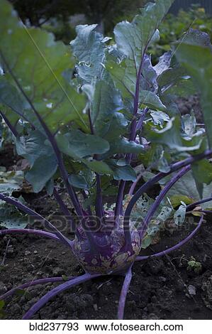 Close up of root vegetable View Large Photo Image Stock Image - Close up of root vegetable. Fotosearch