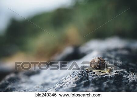 Stock Photograph - Close up of snail on rock. Fotosearch