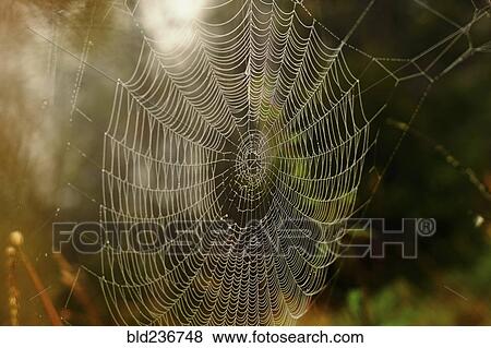 Close up of spider web View Large Photo Image Stock Photo - Close up of spider web. Fotosearch