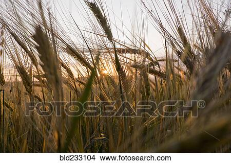 Picture - Close up of tall grass in field. Fotosearch