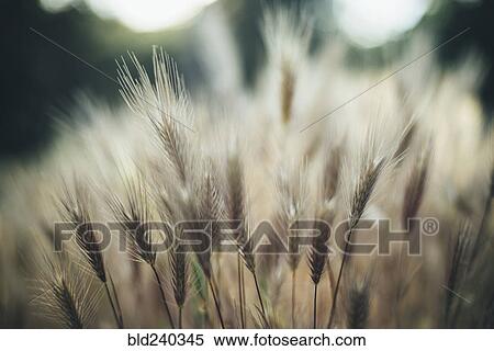 Stock Photography - Close up of wheat in field. Fotosearch