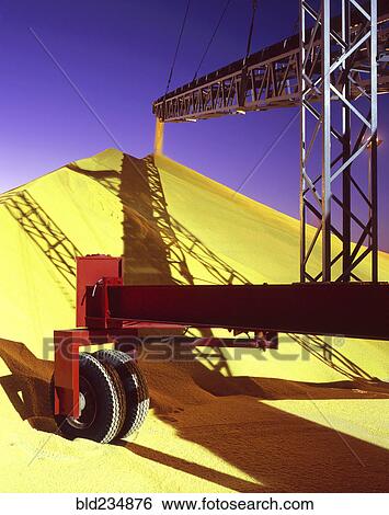 Conveyor belt pouring grain into pile at granary View Large Photo Image Stock Photograph - Conveyor belt pouring grain into pile at granary. Fotosearch