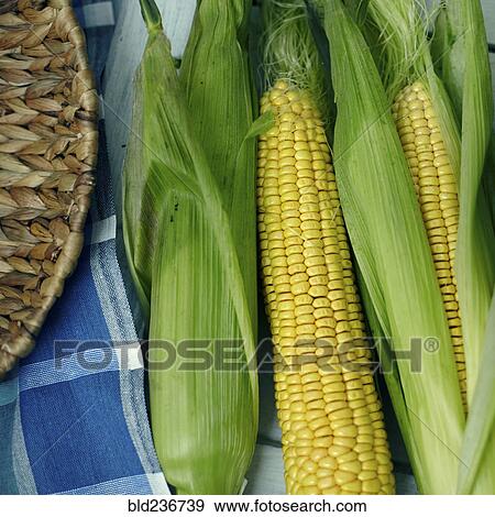 Corn on cobs with husk View Large Photo Image Stock Photo - Corn on cobs with husk. Fotosearch