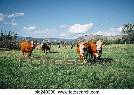 Cows in pasture View Large Photo Image Stock Image - Cows in pasture. Fotosearch