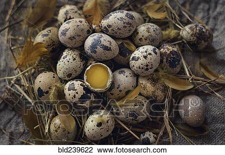 Cracked egg in nest View Large Photo Image Stock Image - Cracked egg in nest. Fotosearch