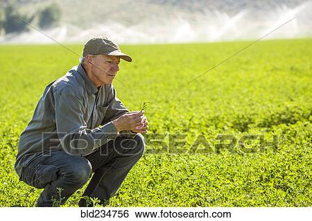 Crouching Caucasian farmer checking crop in field View Large Photo Image Stock Photograph - Crouching Caucasian farmer checking crop in field. Fotosearch