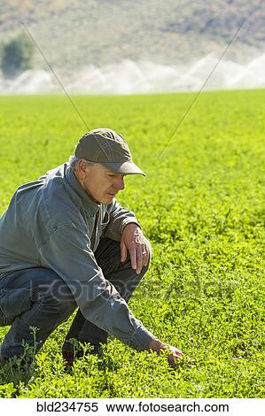 Crouching Caucasian farmer checking crop in field View Large Photo Image Stock Photography - Crouching Caucasian farmer checking crop in field. Fotosearch