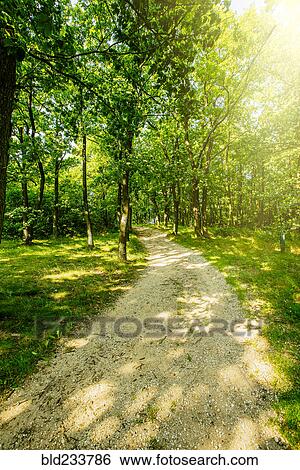 Stock Photograph - Dirt path in forest. Fotosearch