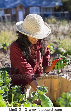 Ecuadorian woman gardening View Large Photo Image Stock Image - Ecuadorian woman gardening. Fotosearch