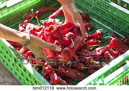 Stock Photo - Ecuadorian woman gathering red chili peppers. Fotosearch