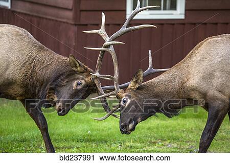 Elk sparring near house View Large Photo Image Stock Image - Elk sparring near house. Fotosearch