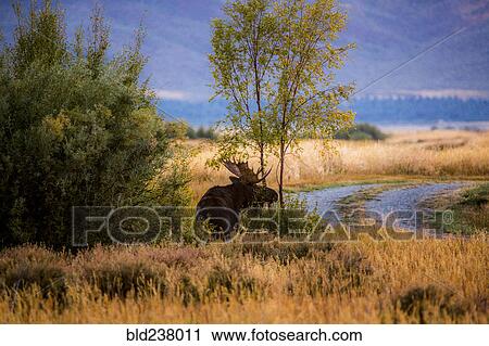 Elk standing near tree View Large Photo Image Stock Image - Elk standing near tree. Fotosearch