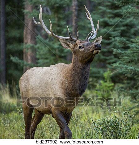Elk walking in forest View Large Photo Image Stock Image - Elk walking in forest. Fotosearch