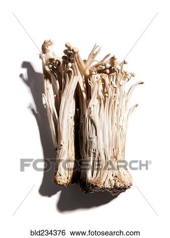 Enoki mushrooms View Large Photo Image Stock Photograph - Enoki mushrooms. Fotosearch