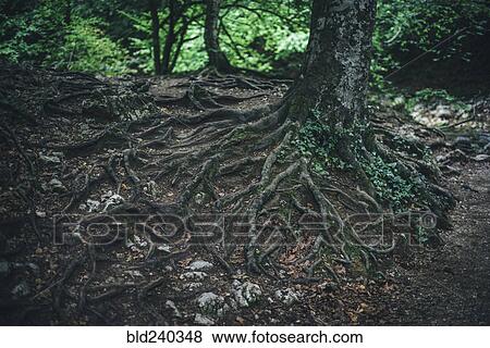 Stock Photo - Exposed roots of tree in forest. Fotosearch