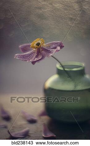 Fallen petals of flower in vase View Large Photo Image Stock Image - Fallen petals of flower in vase. Fotosearch