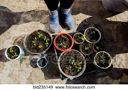 Feet of person standing over tray of seedlings View Large Photo Image Stock Photo - Feet of person standing over tray of seedlings. Fotosearch