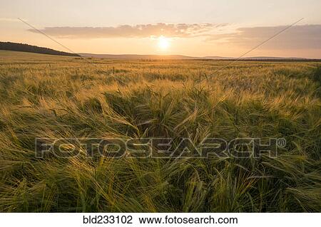 Stock Image - Field of tall grass at sunset. Fotosearch
