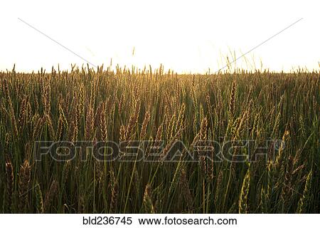 Field of wheat View Large Photo Image Stock Photography - Field of wheat. Fotosearch