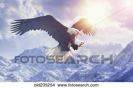 Picture - Fierce eagle flying in cloudy sky over mountain range in winter. Fotosearch