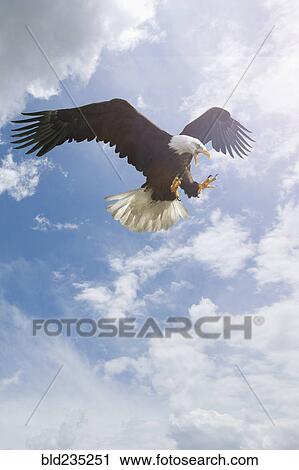 Fierce eagle flying in cloudy sky View Large Photo Image Stock Image - Fierce eagle flying in cloudy sky. Fotosearch