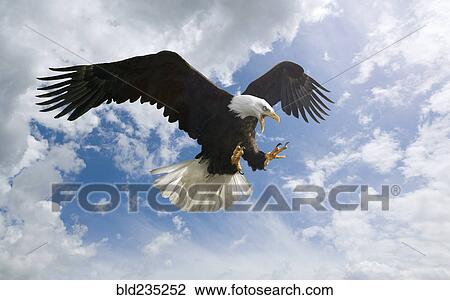 Stock Image - Fierce eagle flying in cloudy sky. Fotosearch