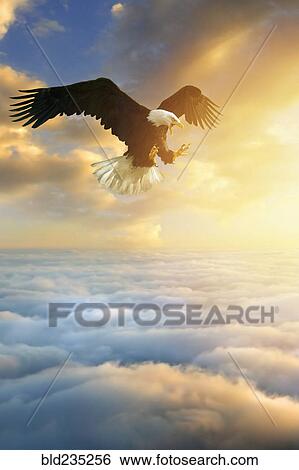 Fierce eagle flying in sunset sky View Large Photo Image Stock Photograph - Fierce eagle flying in sunset sky. Fotosearch