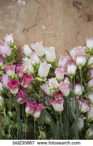 Flowers laying on wooden table View Large Photo Image Stock Photo - Flowers laying on wooden table. Fotosearch
