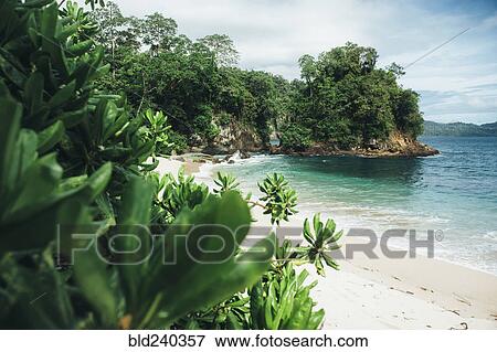 Foliage at ocean beach View Large Photo Image Stock Photo - Foliage at ocean beach. Fotosearch