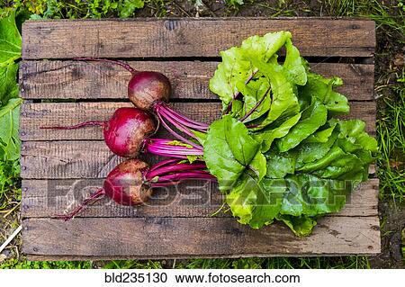 Fresh beets on wooden table View Large Photo Image Stock Image - Fresh beets on wooden table. Fotosearch