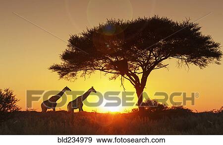 "Giraffes under tree at sunset in Etosha National Park, Namibia" View Large Photo Image Stock Photo - "Giraffes under tree at sunset in Etosha National Park, Namibia". Fotosearch