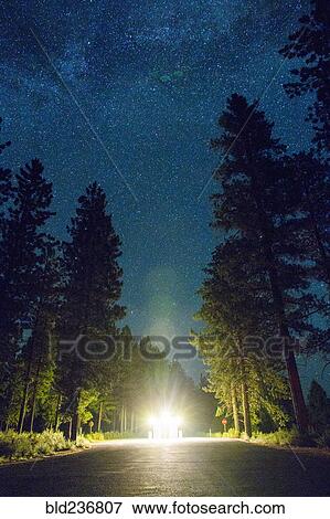 Stock Photo - Glowing lights in forest road. Fotosearch