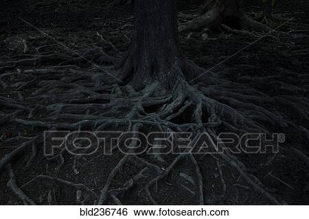 Gnarled roots of tree at night View Large Photo Image Stock Photograph - Gnarled roots of tree at night. Fotosearch