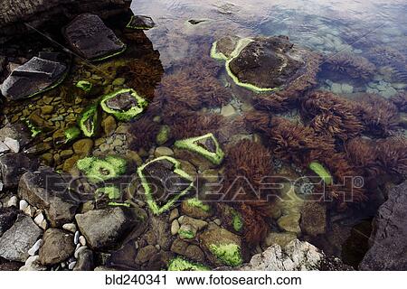 Stock Image - Green algae on rocks at beach. Fotosearch