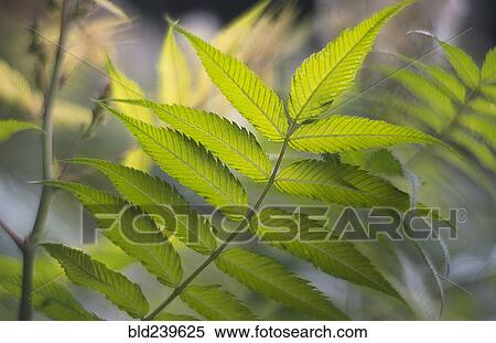 Green leaves on stem View Large Photo Image Stock Photography - Green leaves on stem. Fotosearch