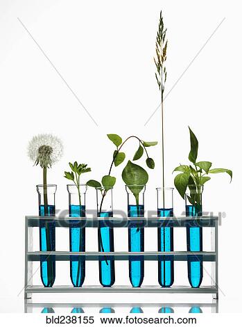 Green plants growing in blue liquids in test tubes View Large Photo Image Stock Photography - Green plants growing in blue liquids in test tubes. Fotosearch