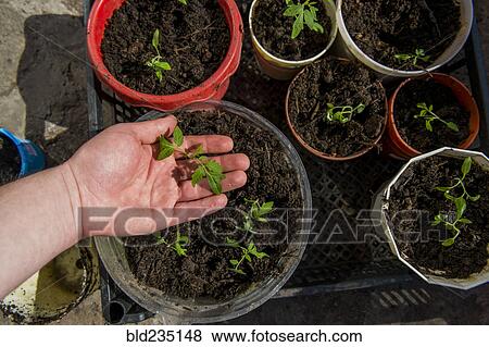 Hand checking tray of seedlings View Large Photo Image Stock Photo - Hand checking tray of seedlings. Fotosearch