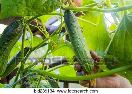 Picture - Hand holding fresh cucumber on vine. Fotosearch