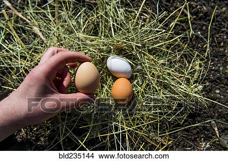 Hand holding fresh eggs on hay View Large Photo Image Picture - Hand holding fresh eggs on hay. Fotosearch