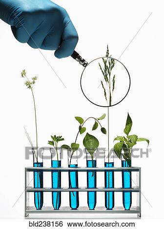 Hand holding magnifying glass on plants growing in test tubes View Large Photo Image Stock Photograph - Hand holding magnifying glass on plants growing in test tubes. Fotosearch