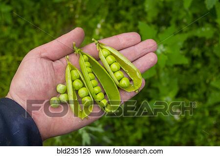 Hand holding ripe peas View Large Photo Image Stock Photograph - Hand holding ripe peas. Fotosearch