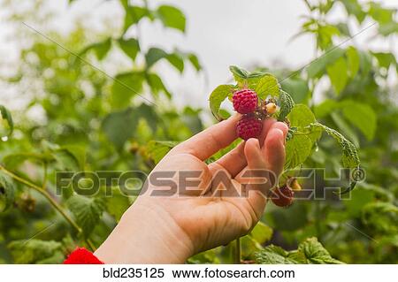 Hand holding ripe raspberry View Large Photo Image Stock Photography - Hand holding ripe raspberry. Fotosearch
