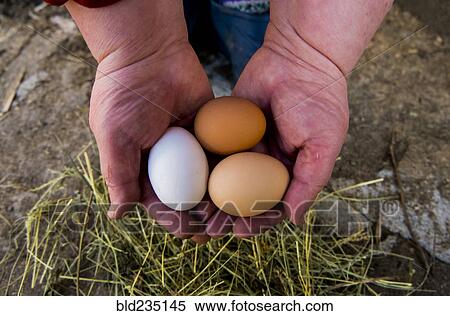 Hands holding fresh eggs View Large Photo Image Stock Photography - Hands holding fresh eggs. Fotosearch