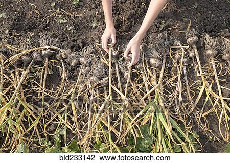 Hands of Caucasian woman arranging bulbs in soil View Large Photo Image Stock Image - Hands of Caucasian woman arranging bulbs in soil. Fotosearch