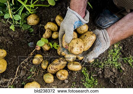 Hands of gardener holding potatoes in dirt View Large Photo Image Stock Image - Hands of gardener holding potatoes in dirt. Fotosearch